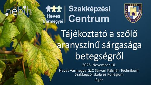 ⚠️ Vészjelzés a Szőlőültetvényekből: Az Aranyszínű Sárgaság elleni Küzdelem!